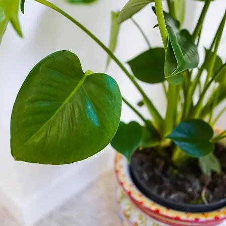 Cortile Santa Teresa * Syracuse